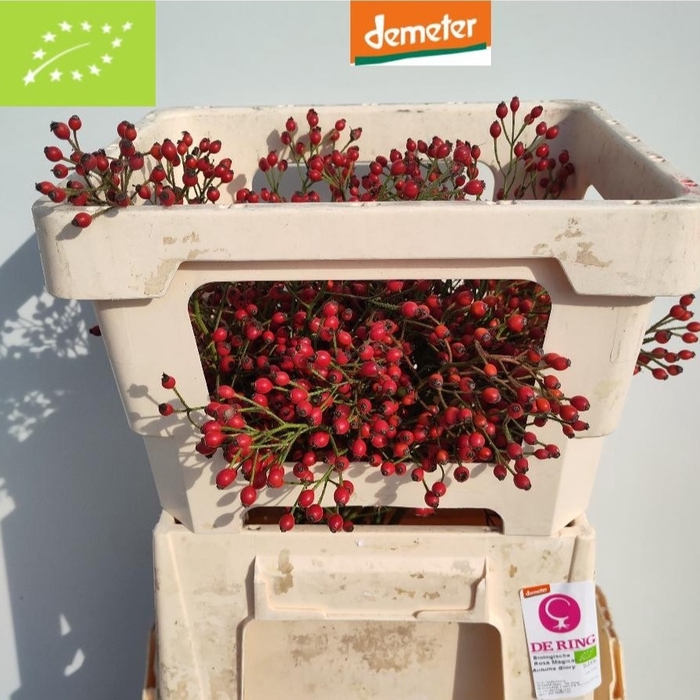 <h4>ROSA MAG RED CASCADE</h4>