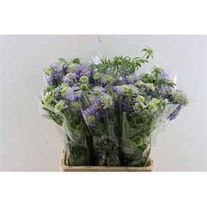 Scabiosa Atro Bon Bon Scoop Teaberry