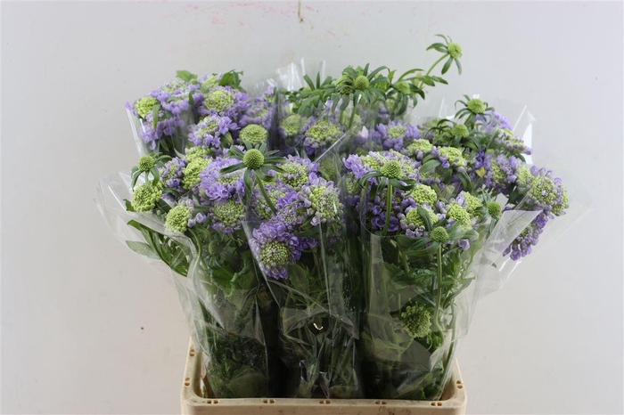 <h4>Scabiosa Atro Bon Bon Scoop Teaberry</h4>