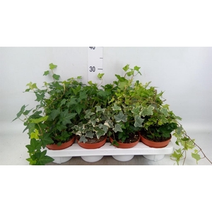 Hedera helix   ...mix 3