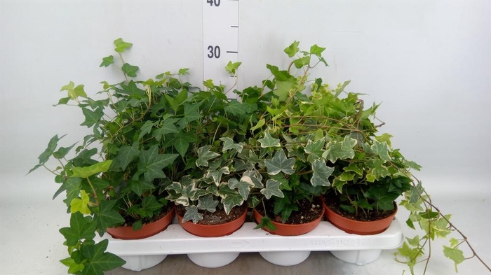 <h4>Hedera helix   ...mix 3</h4>