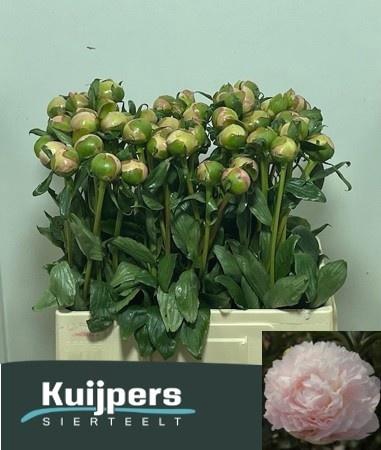 <h4>PAEO L ALERTIE</h4>