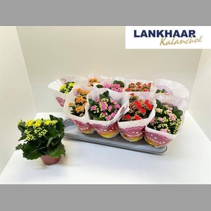 KAL GE PERF GEM 5 KL