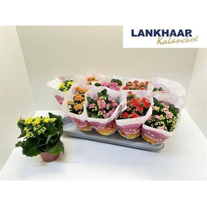 KAL GE PERF GEM 5 KL