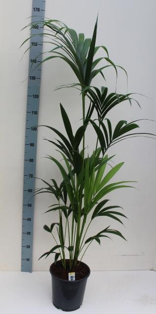 <h4>HOWEA FORSTERIANA</h4>