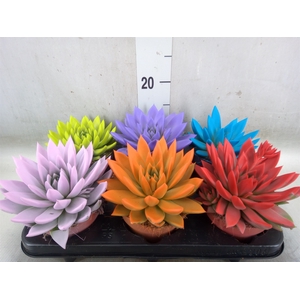 Echeveria  'Miranda'