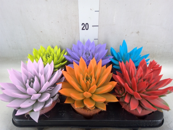 <h4>Echeveria  'Miranda'</h4>