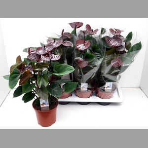 ANTHU AN ADIOS CHOCO