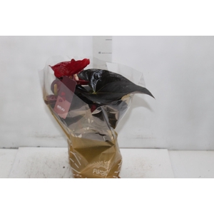 ANTHURIUM DELICATA P17