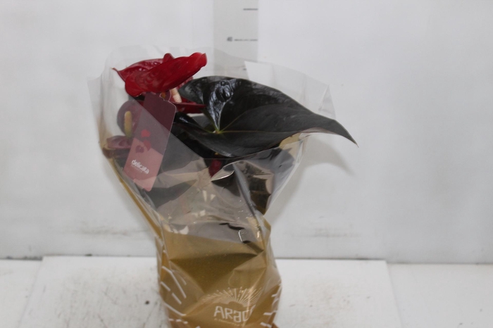 <h4>ANTHURIUM DELICATA P17</h4>