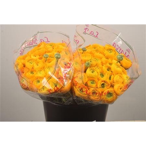 Ran. Su Sunrise Sec X50