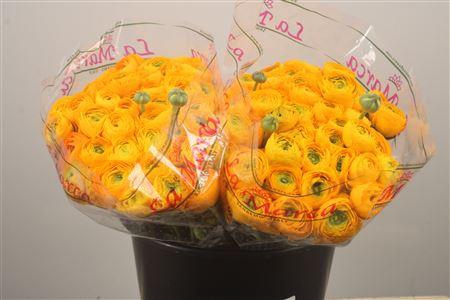 <h4>Ran. Su Sunrise Sec X50</h4>