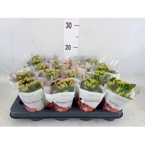 Kalanchoe blos. 'RosDon Nando'