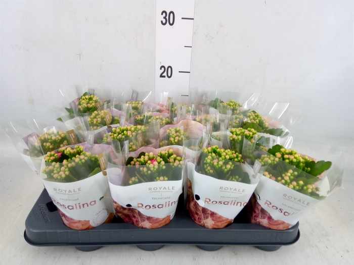 <h4>Kalanchoe blos. 'RosDon Nando'</h4>