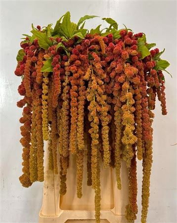 <h4>Amar Ca Coral Fountain</h4>