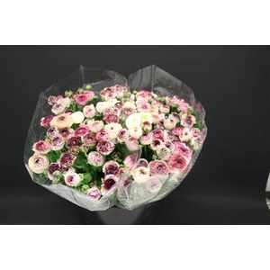 Ranonkel Extra Pico Rose
