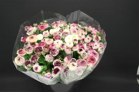 <h4>Ranonkel Extra Pico Rose</h4>