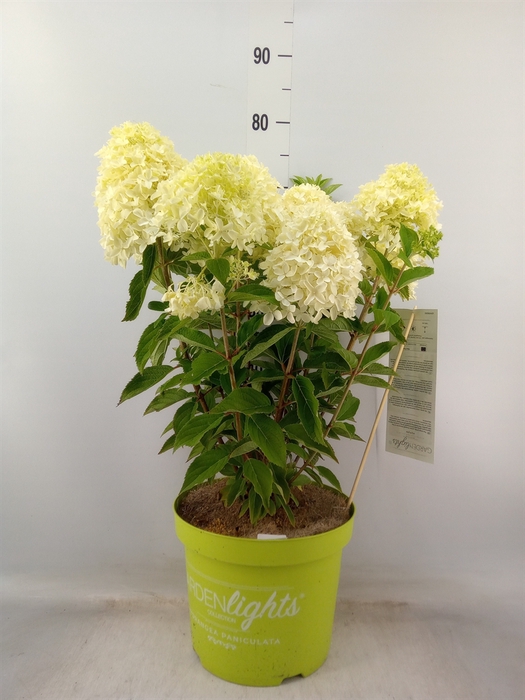 <h4>Hydrangea pan.</h4>