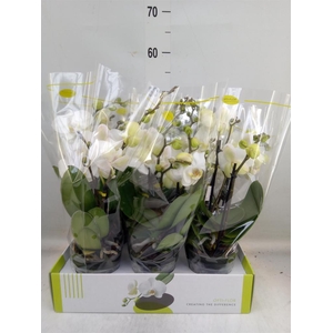 Phalaenopsis   ...white