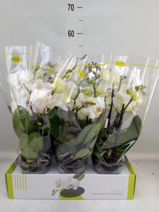 <h4>Phalaenopsis ...white</h4>