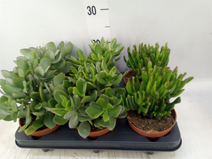 <h4>Crassula   ...mix</h4>