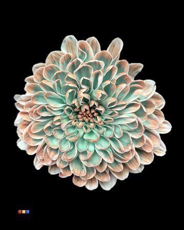 <h4>Chr T Altaj Tropicana</h4>