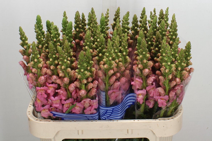 <h4>Antirrhinum majus 'Poto Pink'</h4>