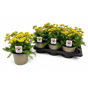 Achillea millefolium