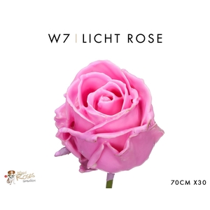 Wax-Rozen Wax Rose w7