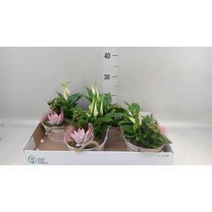 Arr.    Planten  L%