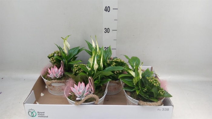 <h4>Arr.    Planten  L%</h4>