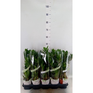 Zamioculcas zamiifolia