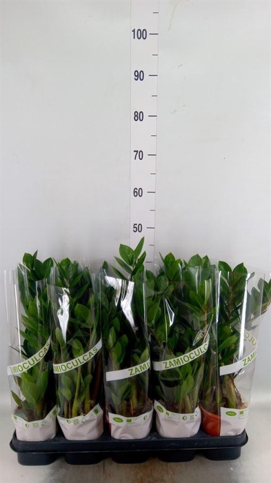 <h4>Zamioculcas zamiifolia</h4>