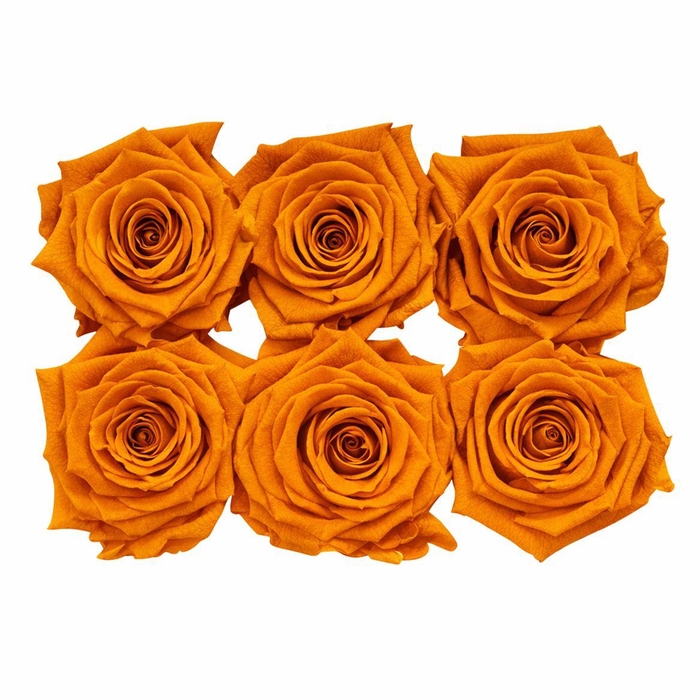 <h4>Ro Pres Classic Orange Lime</h4>