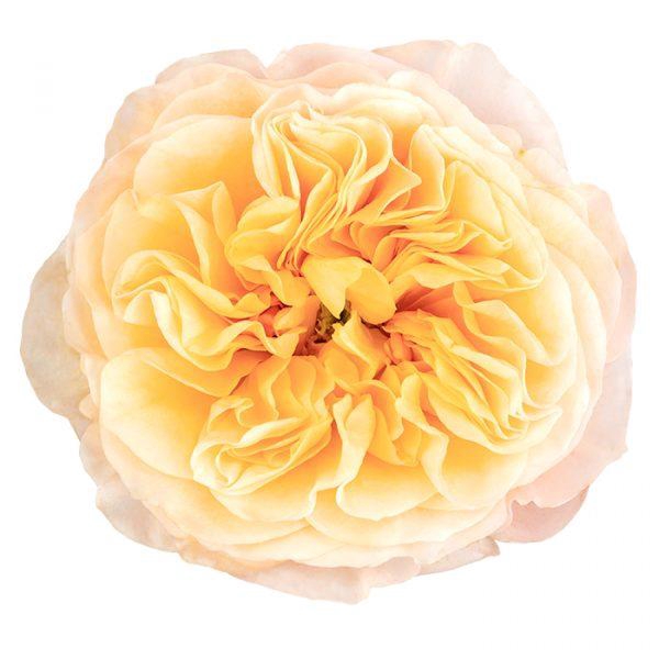 <h4>R GR King Cross</h4>