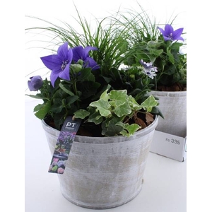 ARR TUINPLANTEN