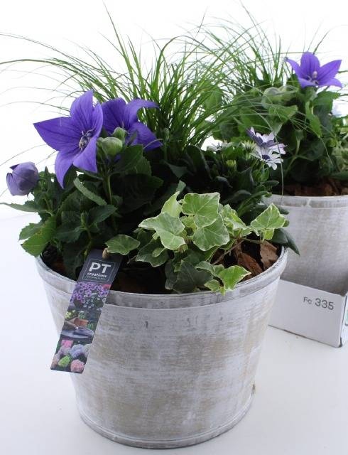 <h4>ARR TUINPLANTEN</h4>