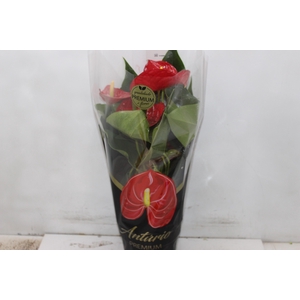 ANTHURIUM MICHIGAN P17 PREMIUM