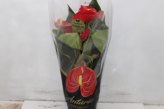 <h4>ANTHURIUM MICHIGAN P17 PREMIUM</h4>
