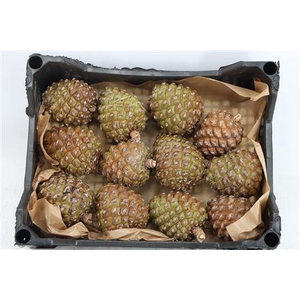 PINEA GROOT X12 CRATE