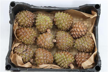 <h4>PINEA GROOT X12 CRATE</h4>