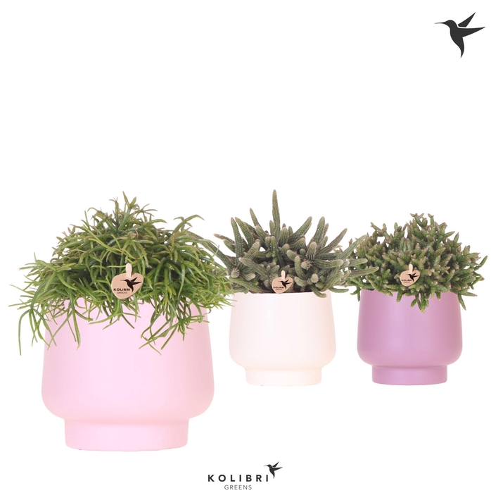 <h4>Kolibri Greens Rhipsalis mix in Scandic pot pink mix</h4>