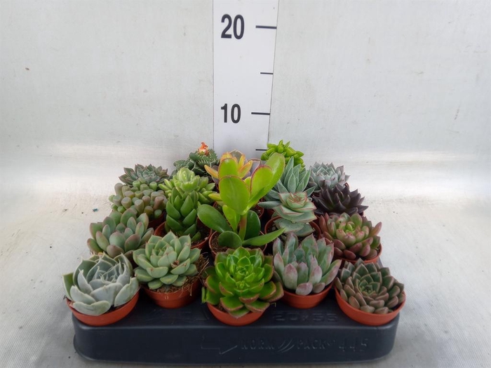 <h4>Succulents   ...</h4>