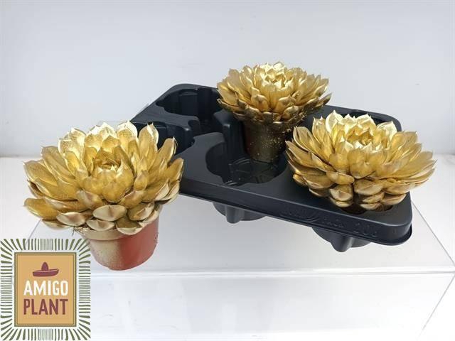 <h4>ECHEV SUMMER</h4>