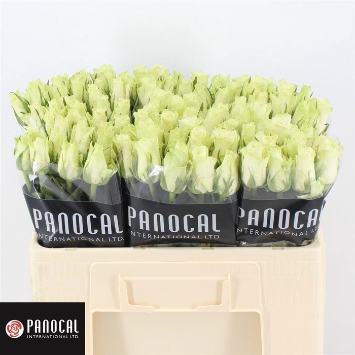 <h4>R GR ATHENA</h4>