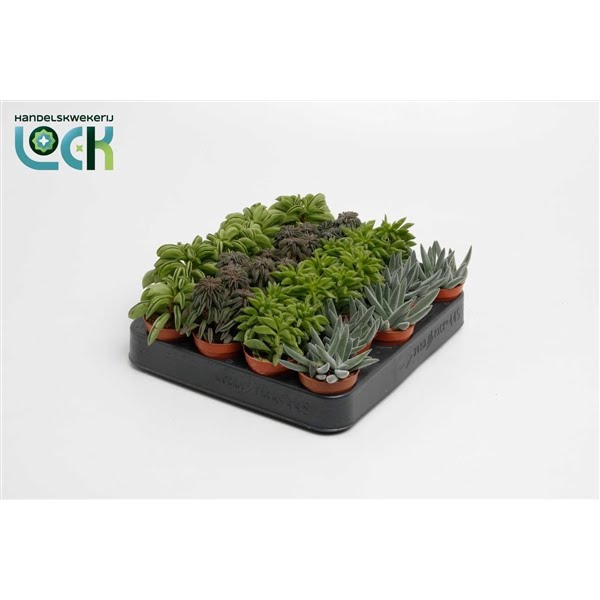 <h4>Peperomia Mix</h4>