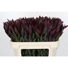 Leucadendron Saf Sunset Dark R.