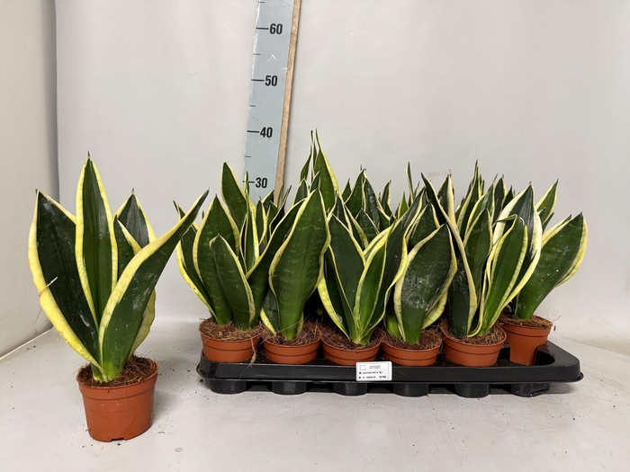 <h4>SANSEV BLACK GOLD</h4>