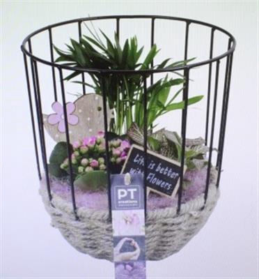 <h4>6606 Roze Kooi Hoog</h4>