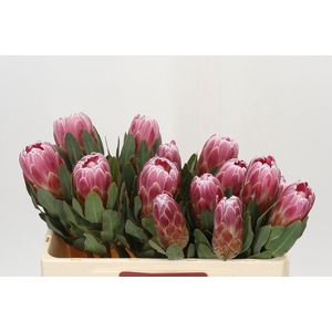 Protea Carnival